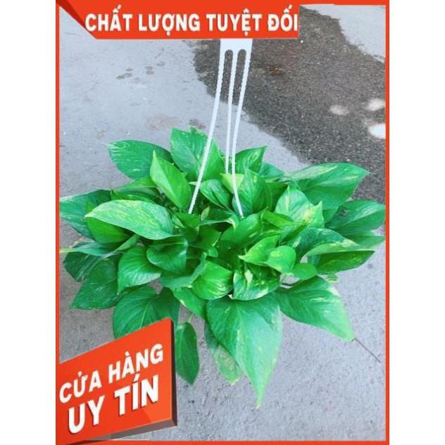 Chậu Trầu Bà Thái Size Đại