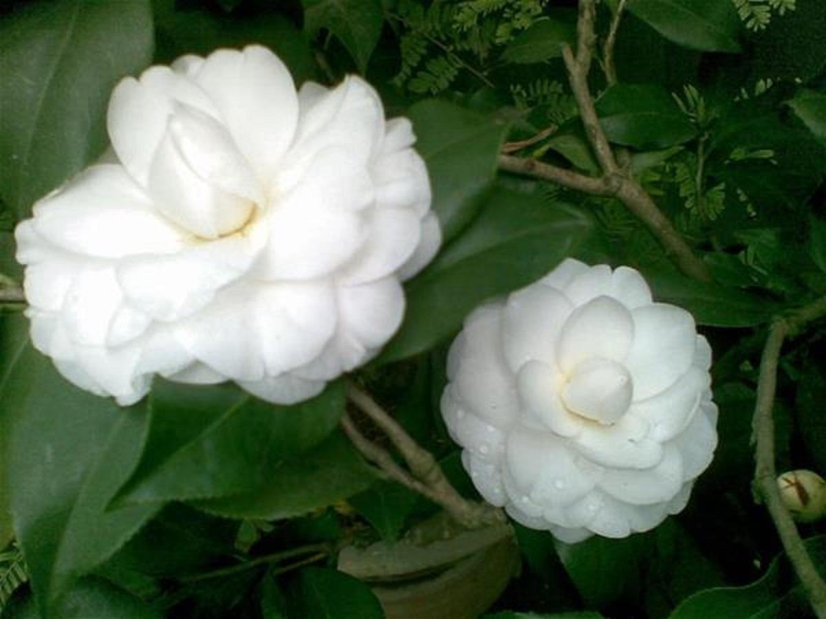 Combo 5 bầu cây giống hoa bạch trà, hoa trà trắng cổ hàng cực hiếm, gửi đi nguyên bầu