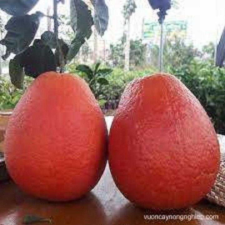 CÂY GIỐNG BƯỞI ĐỎ PHÚC KIẾN