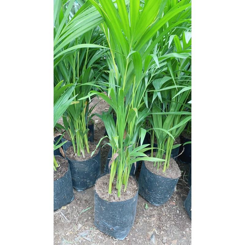 Cây Cau Vàng Cao 60-70cm