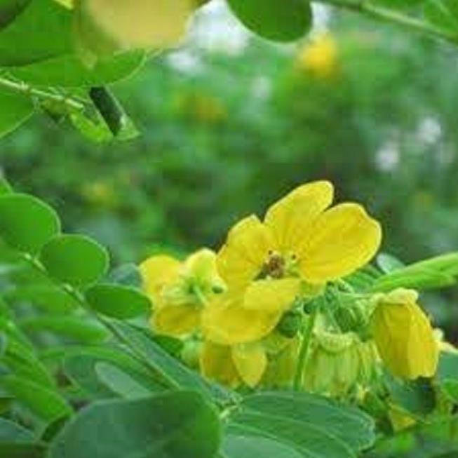 CÂY GIỐNG MUỒNG LÁ LẠC - Hoa siêu đẹp