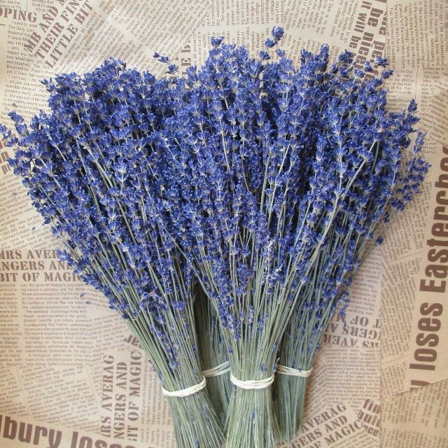 Bó Hoa Lavender Nhập Khẩu Pháp 300 Cành