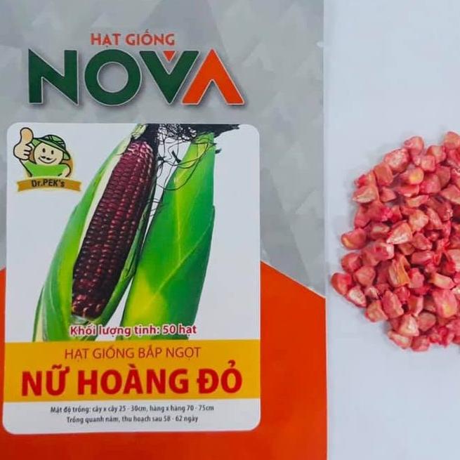 Hạt giống bắp nữ hoàng đỏ
