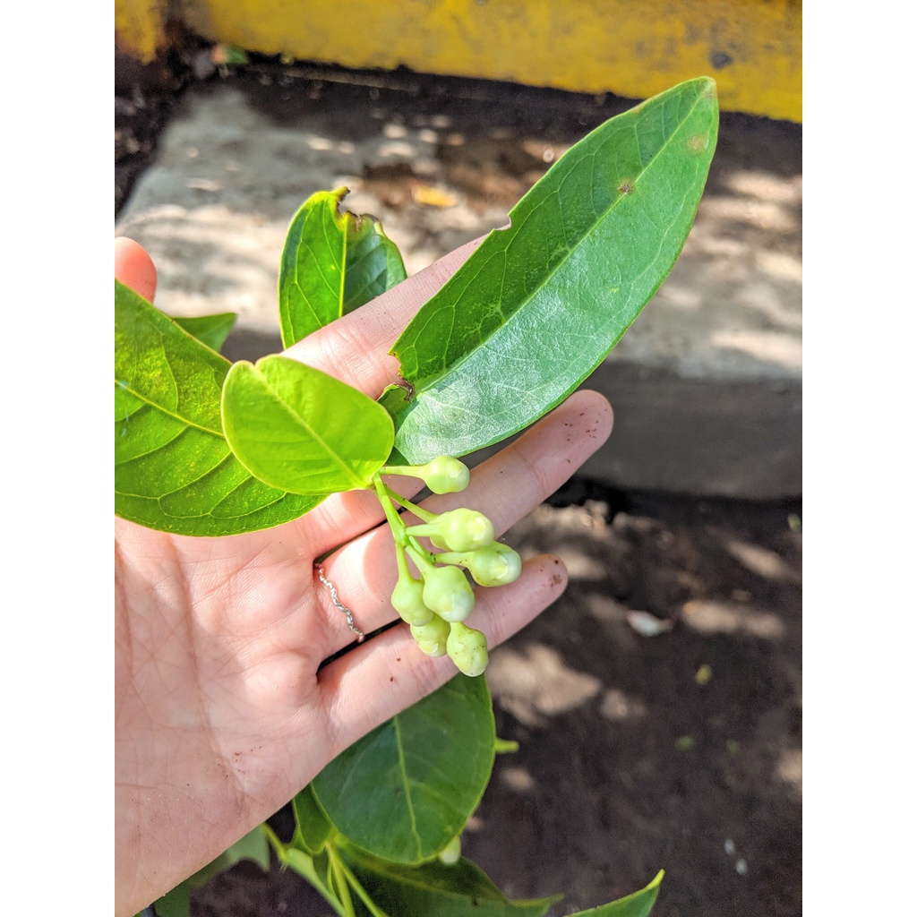 Cây mận Hoàng Yến