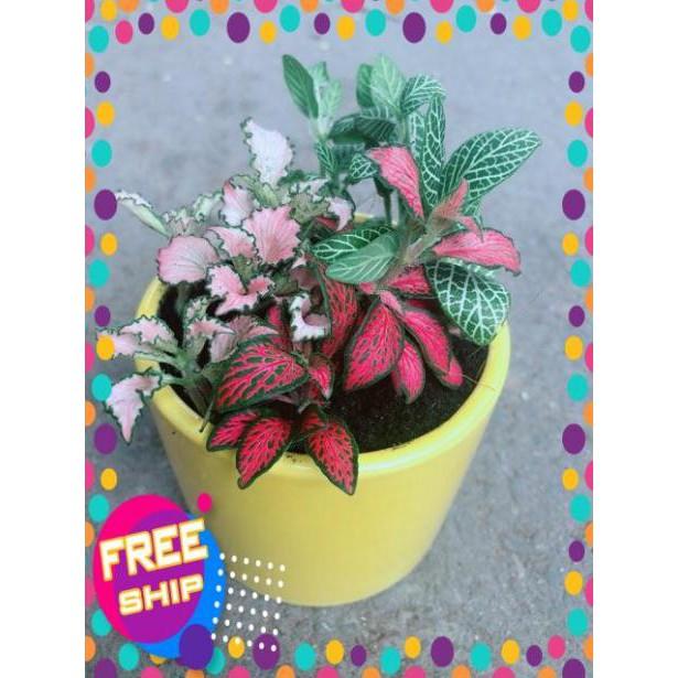 Chậu Cẩm Nhung Xanh+Đỏ+Hồng