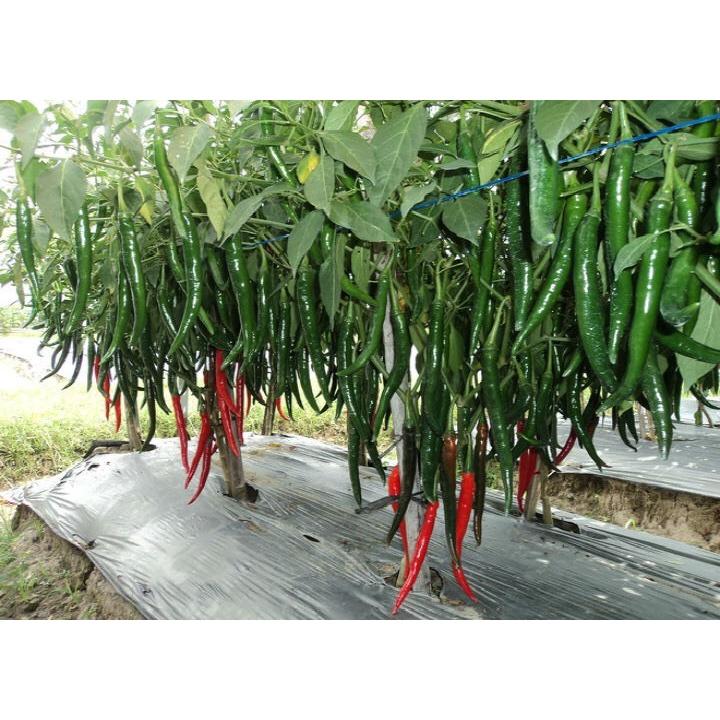Giống ớt chỉ địa lai F1