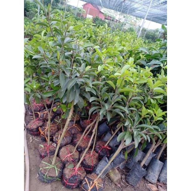 Cây hồng xiêm xoài cây cao to, bầu to