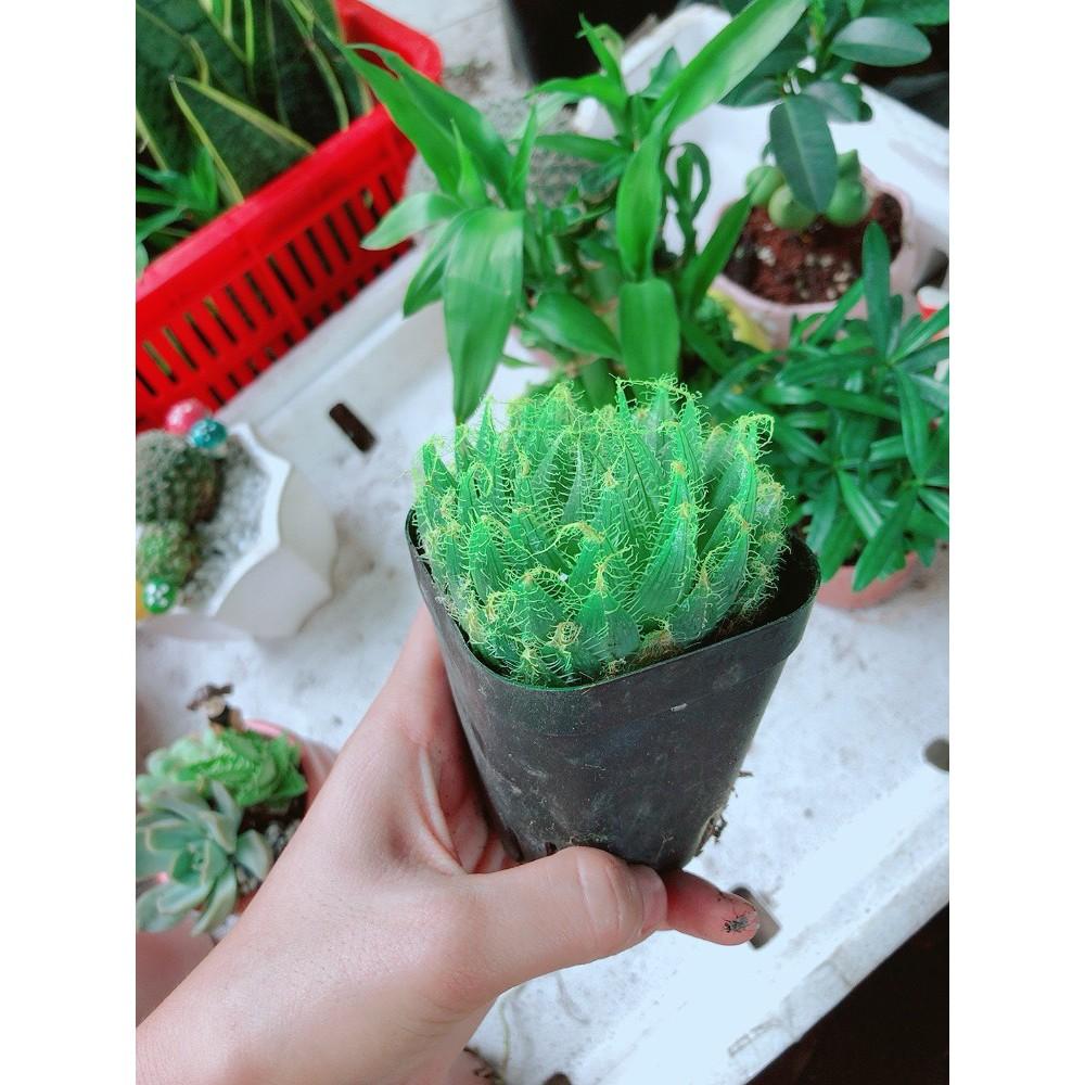 Chậu kim cương dạ quang