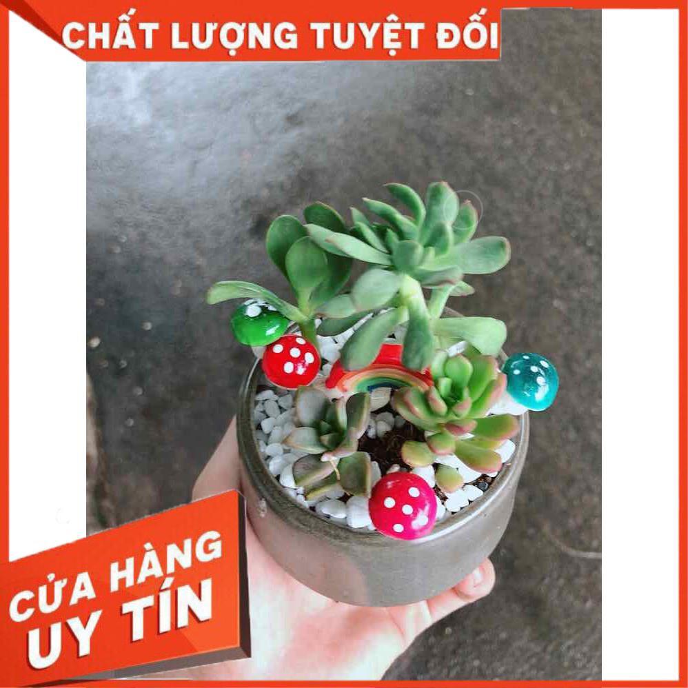 Chậu sen đá tiểu cảnh Nhiều Người Mua
