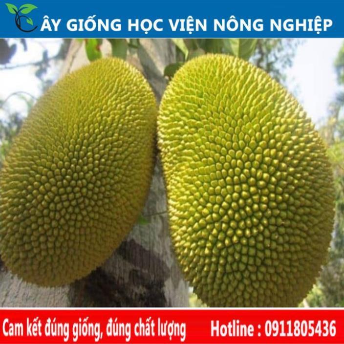 Sản phẩm Cây Ăn Trái mít thái không hạt