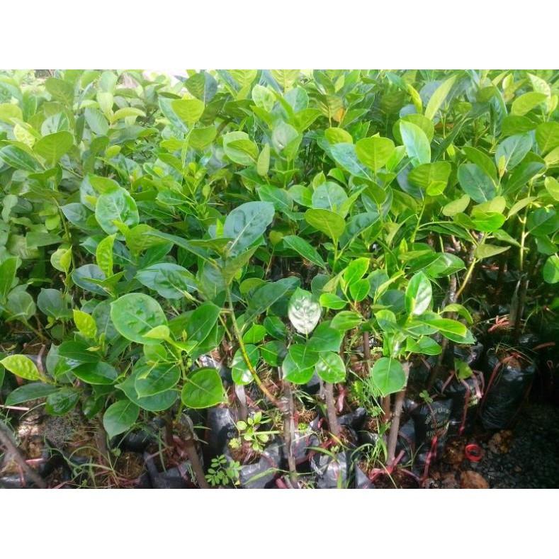 Cây giống MÍT KHÔNG HẠT siêu quả - cây giống chuẩn F1