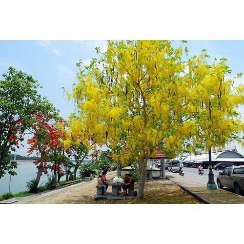 CÂY MUỒNG HOÀNG YẾN VÀNG- CÂY GIỐNG