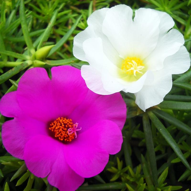 Hạt giống hoa 10h hoa cánh đơn mix màu KNS3533 - Gói 100 hạt