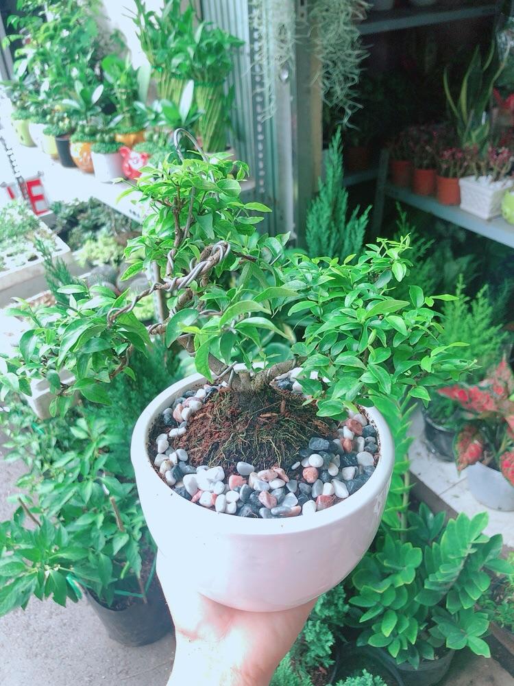 Chậu Cây Mai Chiếu Thuỷ Bonsai Mini