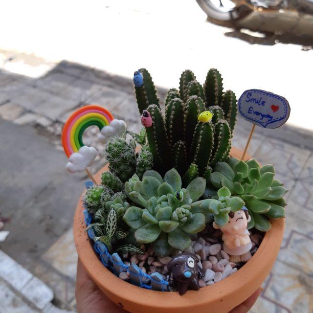 Sen đá xương rồng mix