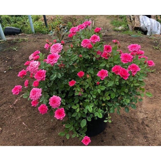 Hạt Giống Hồng Tỉ Muội - Gói 15 hạt