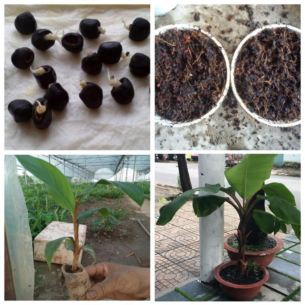COMBO 05 Cây giống CHUỐI ĐỎ ngọt thơm - hàng cây giống CHUẨN F1