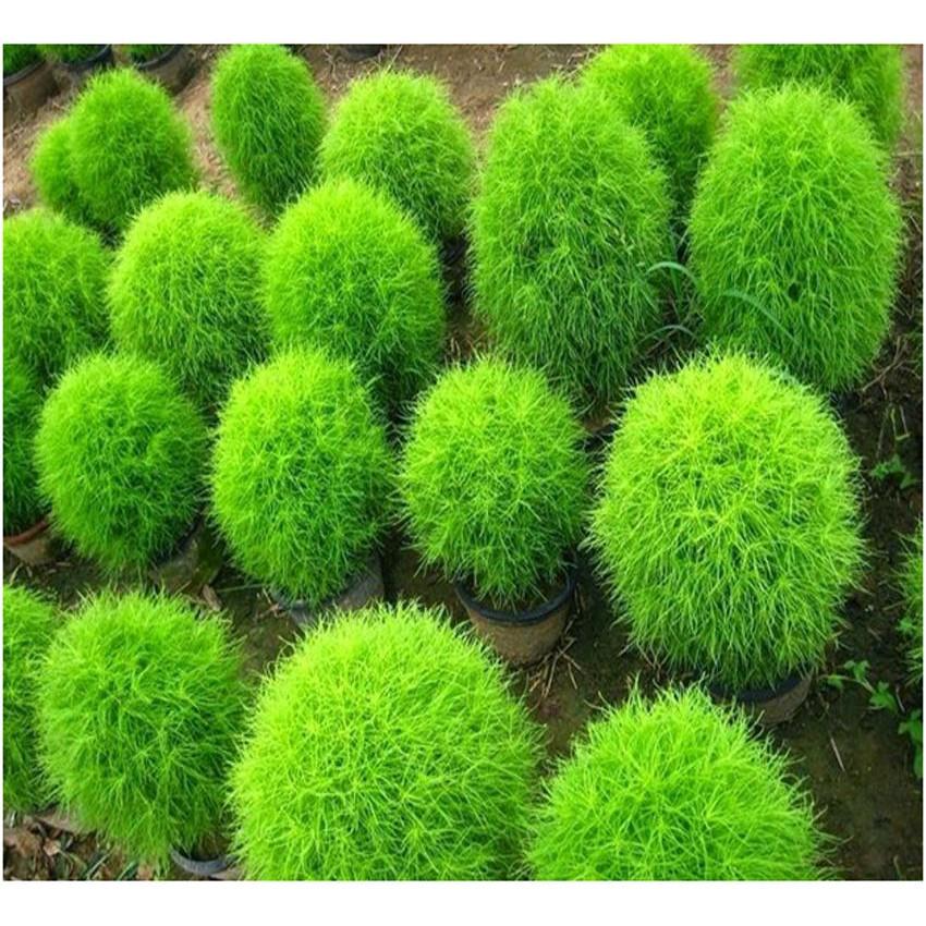 Hạt giống cỏ đổi màu