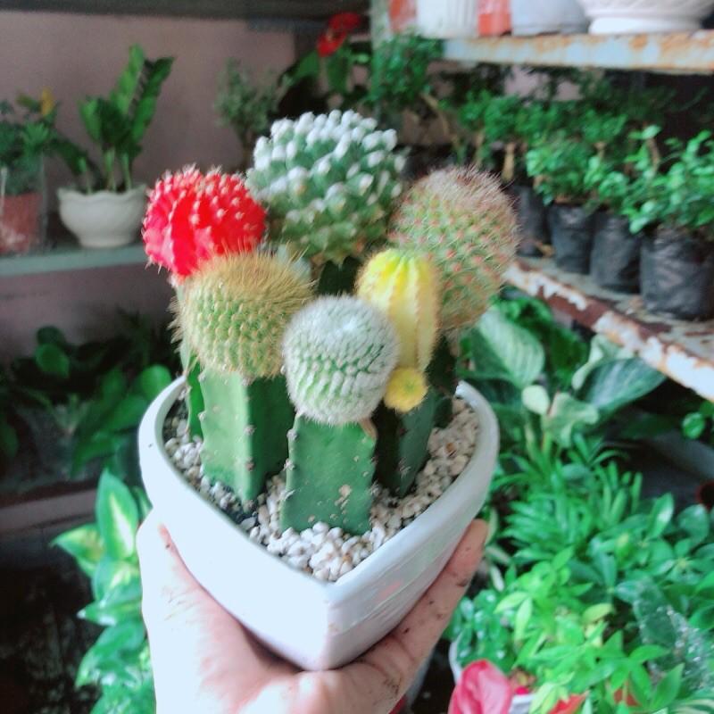 Chậu Xương Rồng Tiểu Cảnh
