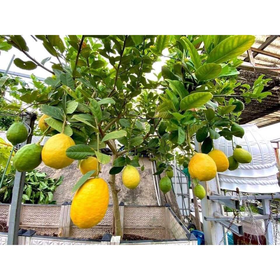 Cây Giống Chanh vàng mỹ