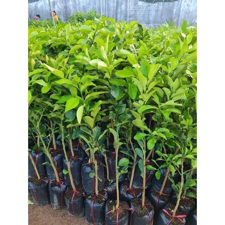 Cây bưởi tiến vua