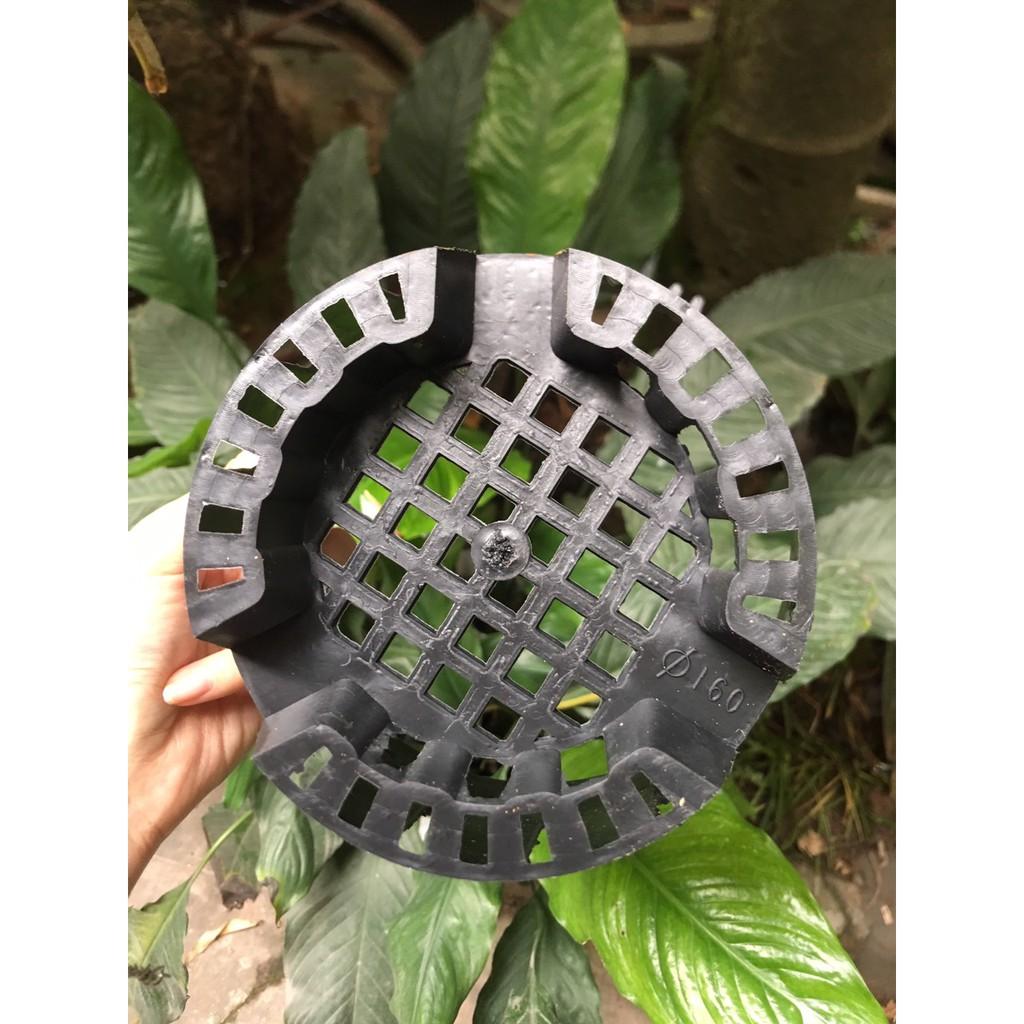 Combo 5 Chậu nhựa trồng lan phi 16 - Hàng loại 1