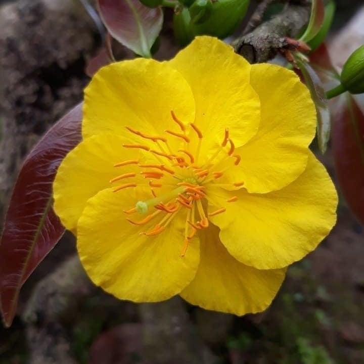 CÂY GIỐNG MAI cánh Xoáy.