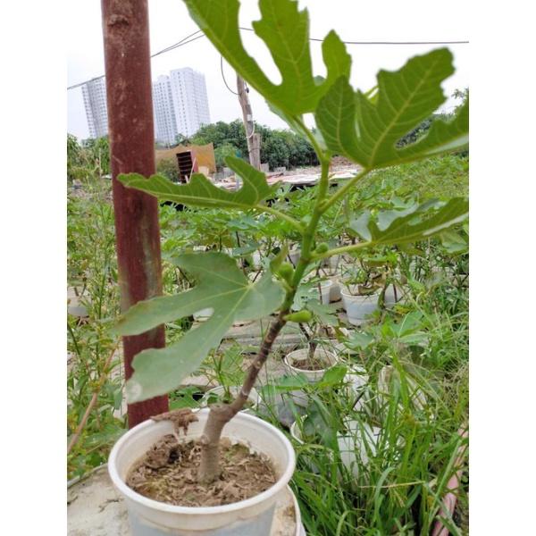 Sung mỹ sẵn quả
