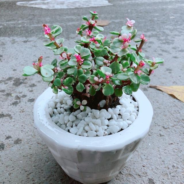 Đô La Hồng Nhiều Người Mua
