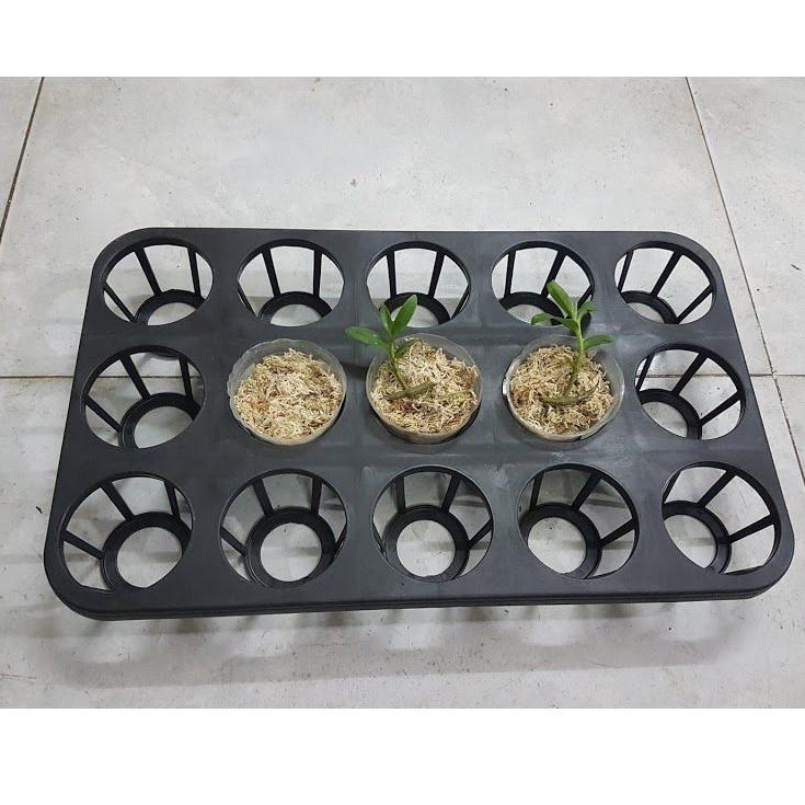 5 KHAY NHỰA TRỒNG LAN 12 LỖ - GIÁ SIÊU HỜI