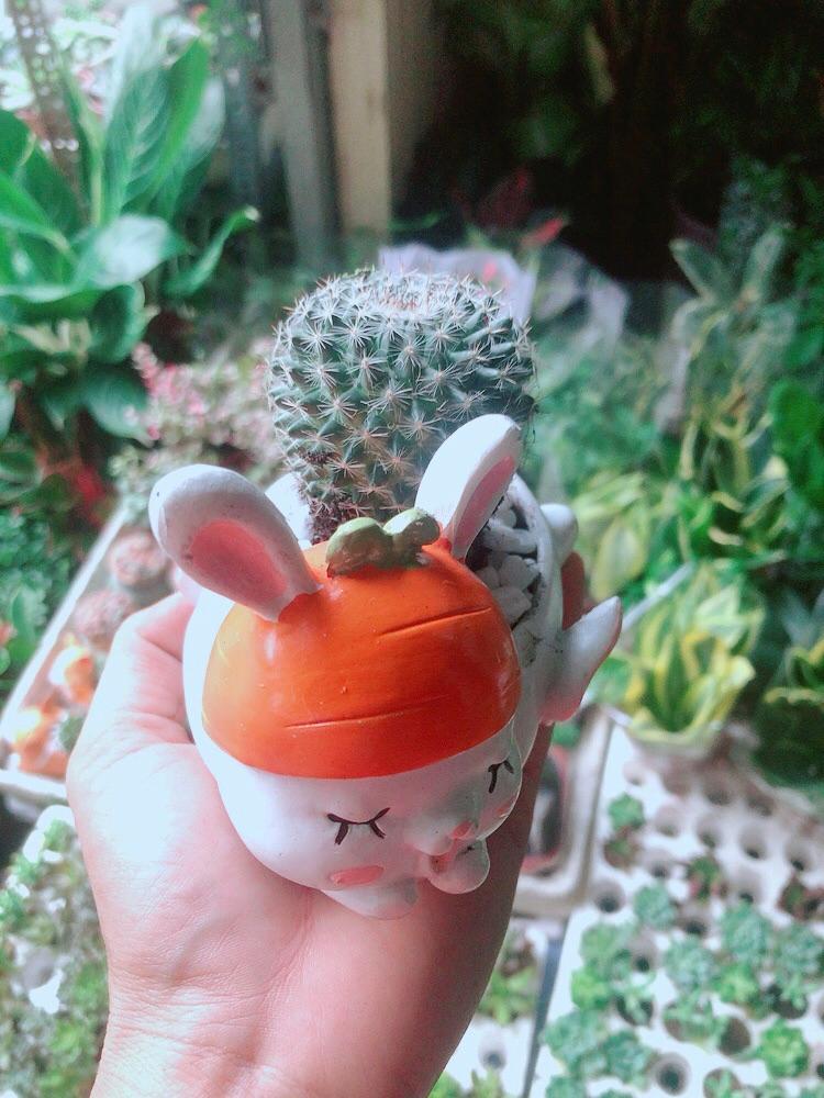 Chậu Xương Rồng Bánh Sinh Nhật