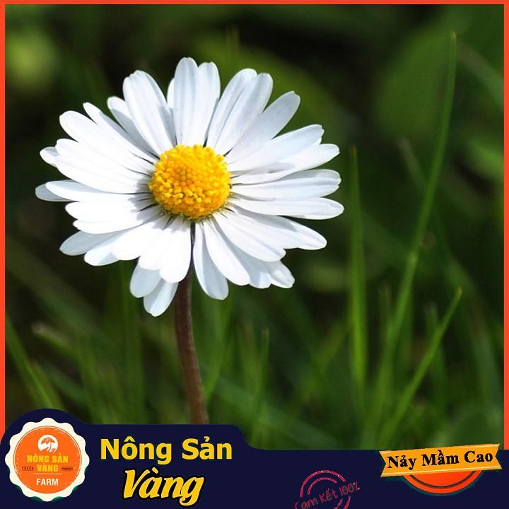 Hạt giống Hoa Cúc Họa Mi Trắng ( Gói 0,03 gram ) - Nông Sản Vàng