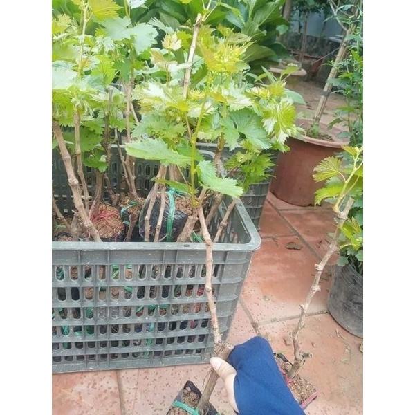 Cây giống nho ngón tay Úc, Mỹ gửi cây như 3 ảnh cuối 8 tháng cho quả