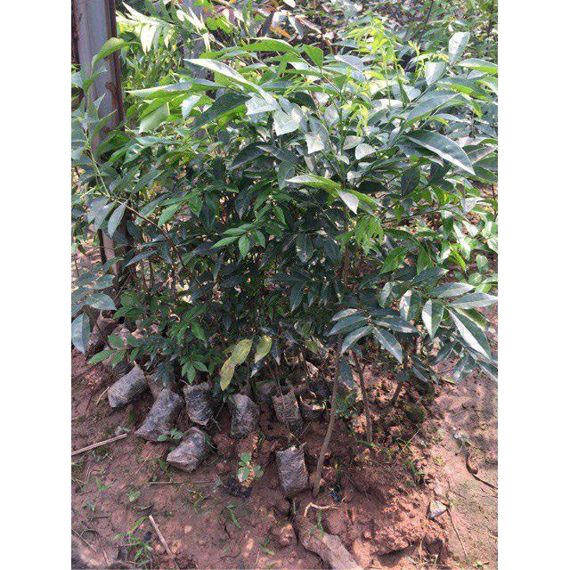 2 Cây Móc Mật Giống