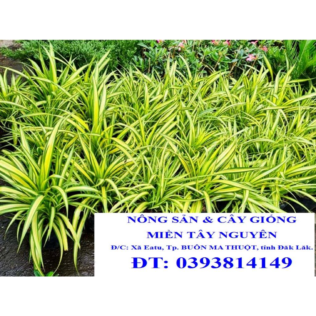 CÂY GIỒNG DỨA VẠN PHÁT  - CÂY PHONG THỦY. *