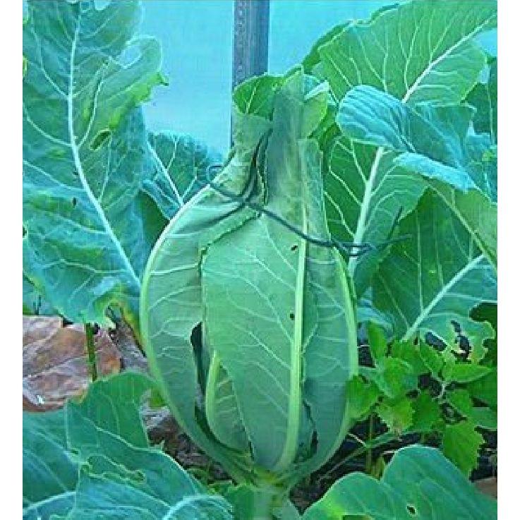 Hạt giống Súp lơ xanh – 0.2Gram/Gói