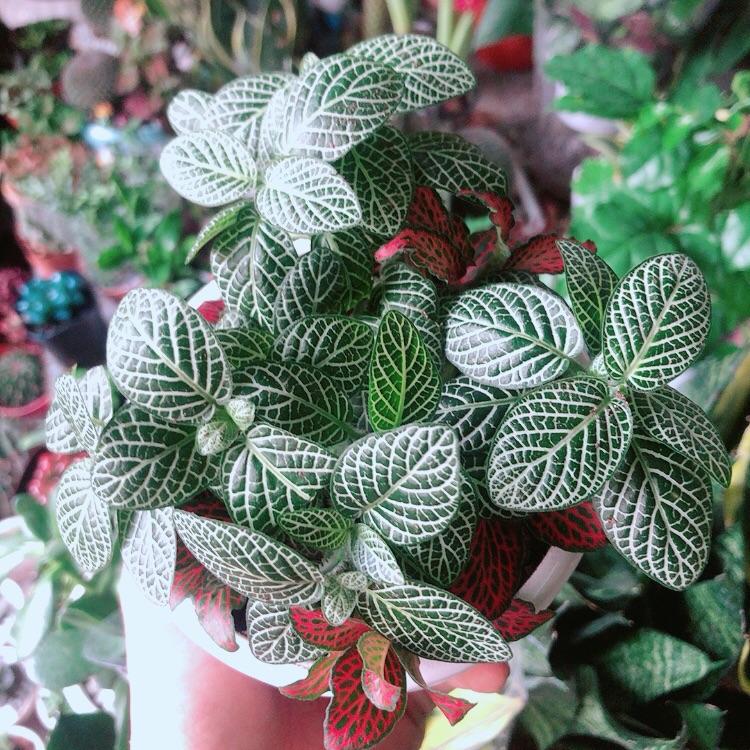 Chậu Cây Cẩm Nhung