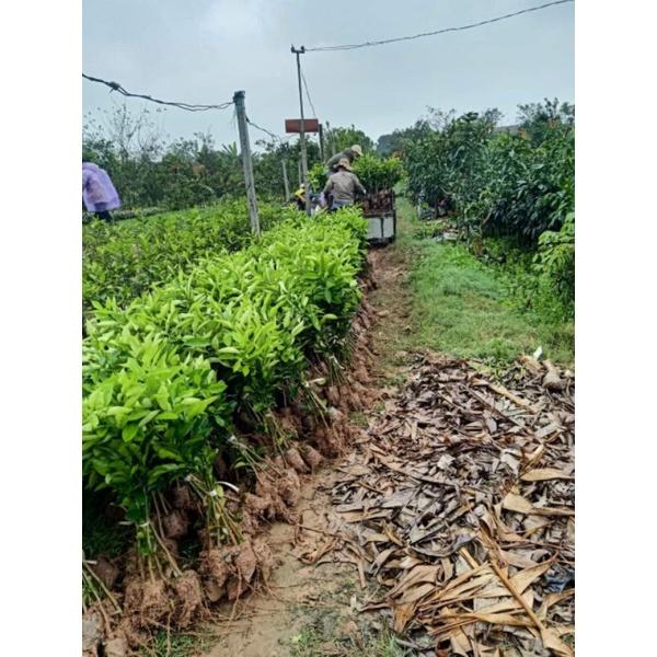 Cây giống bưởi diễn. bưởi da xanh.bưởi cát quế