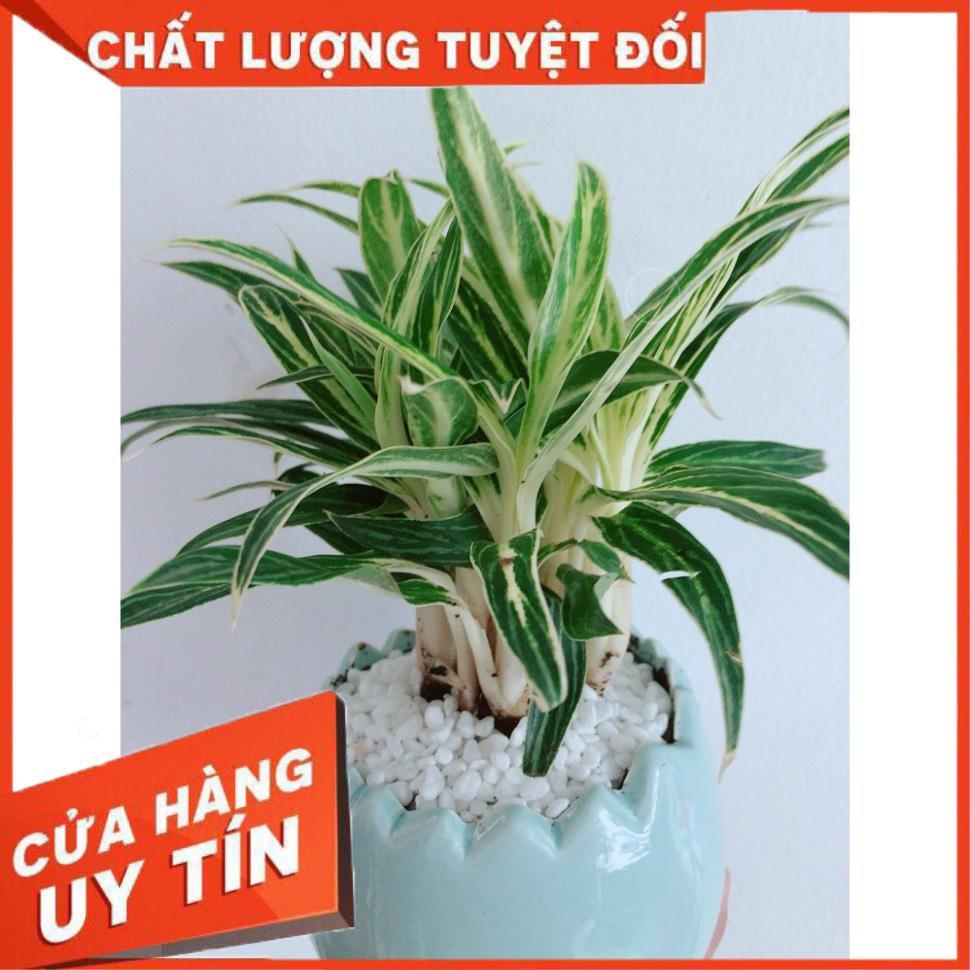 Chậu Cây Giữ Tiền Cho Gia Chủ