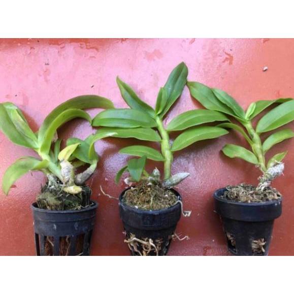 Trầm blue lai trầm 5ct