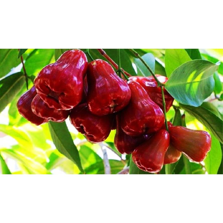 PHÂN BÓN KALI SIÊU NGỌT 1kg
