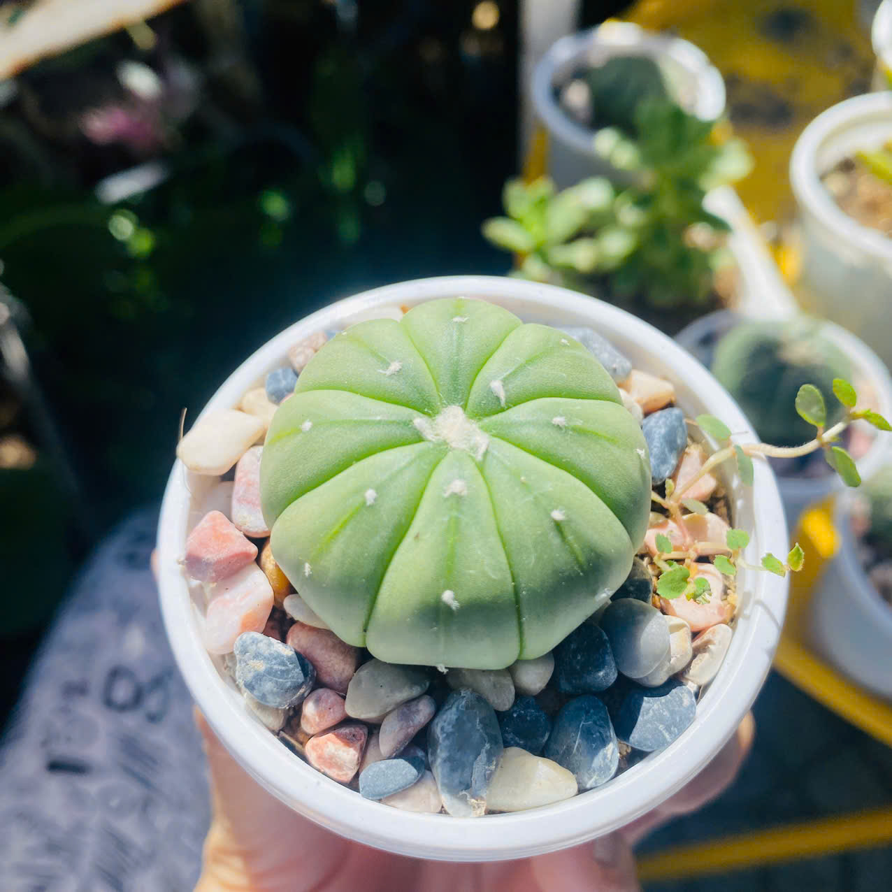 Xương rồng aster đường kính 4cm, ship cả chậu ngẫu nhiên như hình có lót sỏi