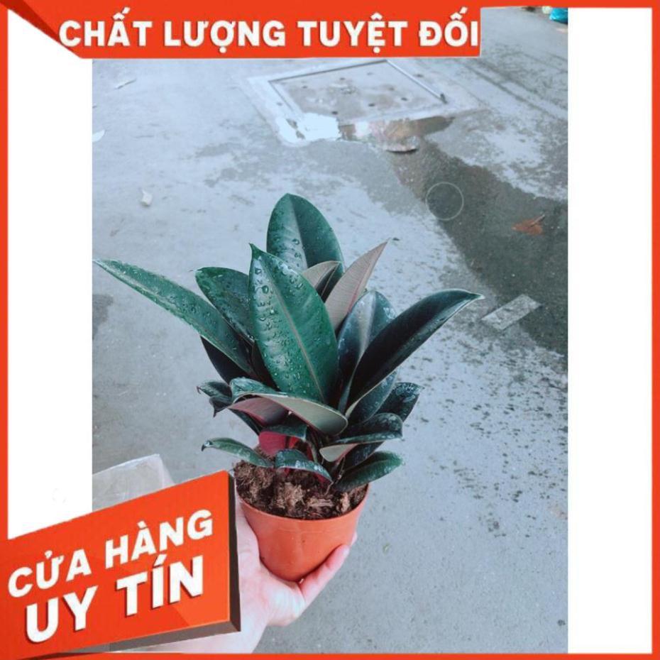 Cây Búp Đa Đỏ