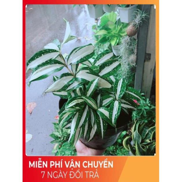 Trúc Nữ Hoàng