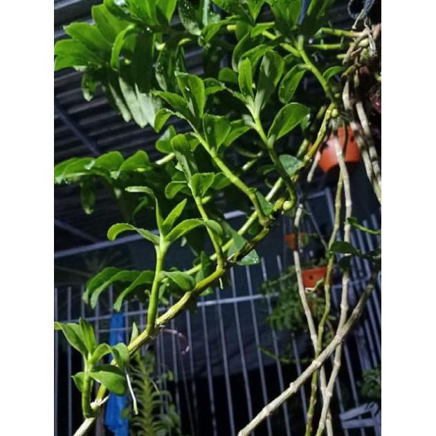 Lan phi điệp tím mặt hoa cực đẹp