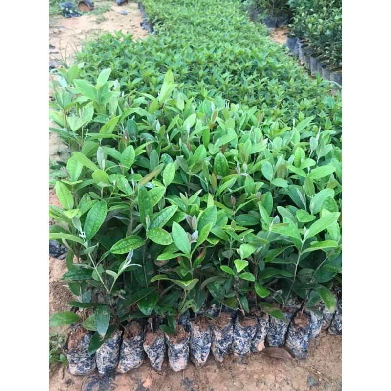 Cây giống sim rừng - làm cảnh và ăn quả