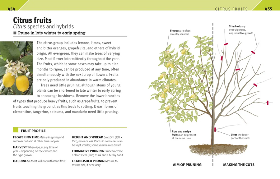 RHS Pruning Plant By Plant