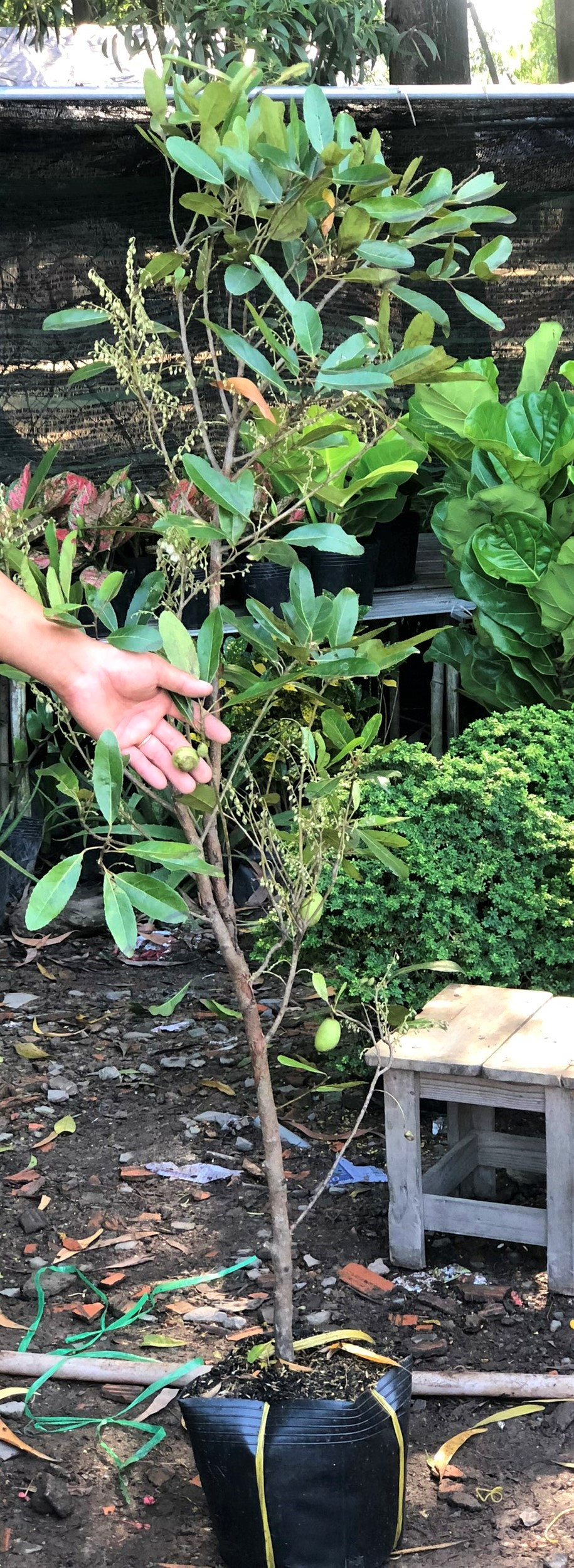Chậu cây Cà Na cao 120 cm - 150 cm