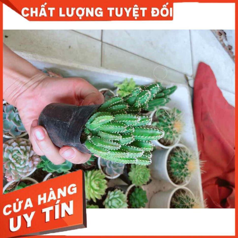 Xương rồng thanh sơn Nhiều Người Mua