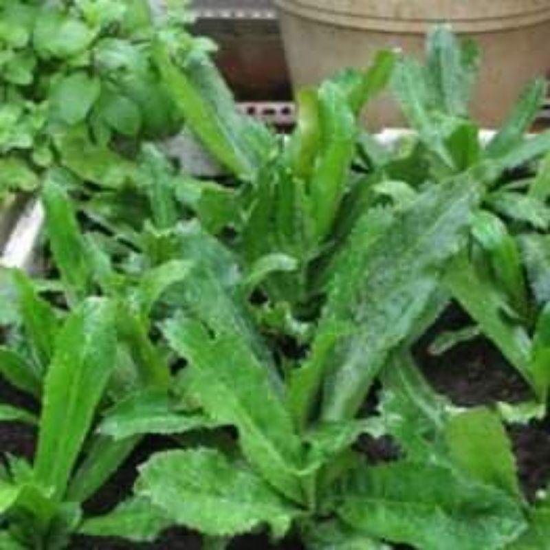 Hạt giống rau ngò gai